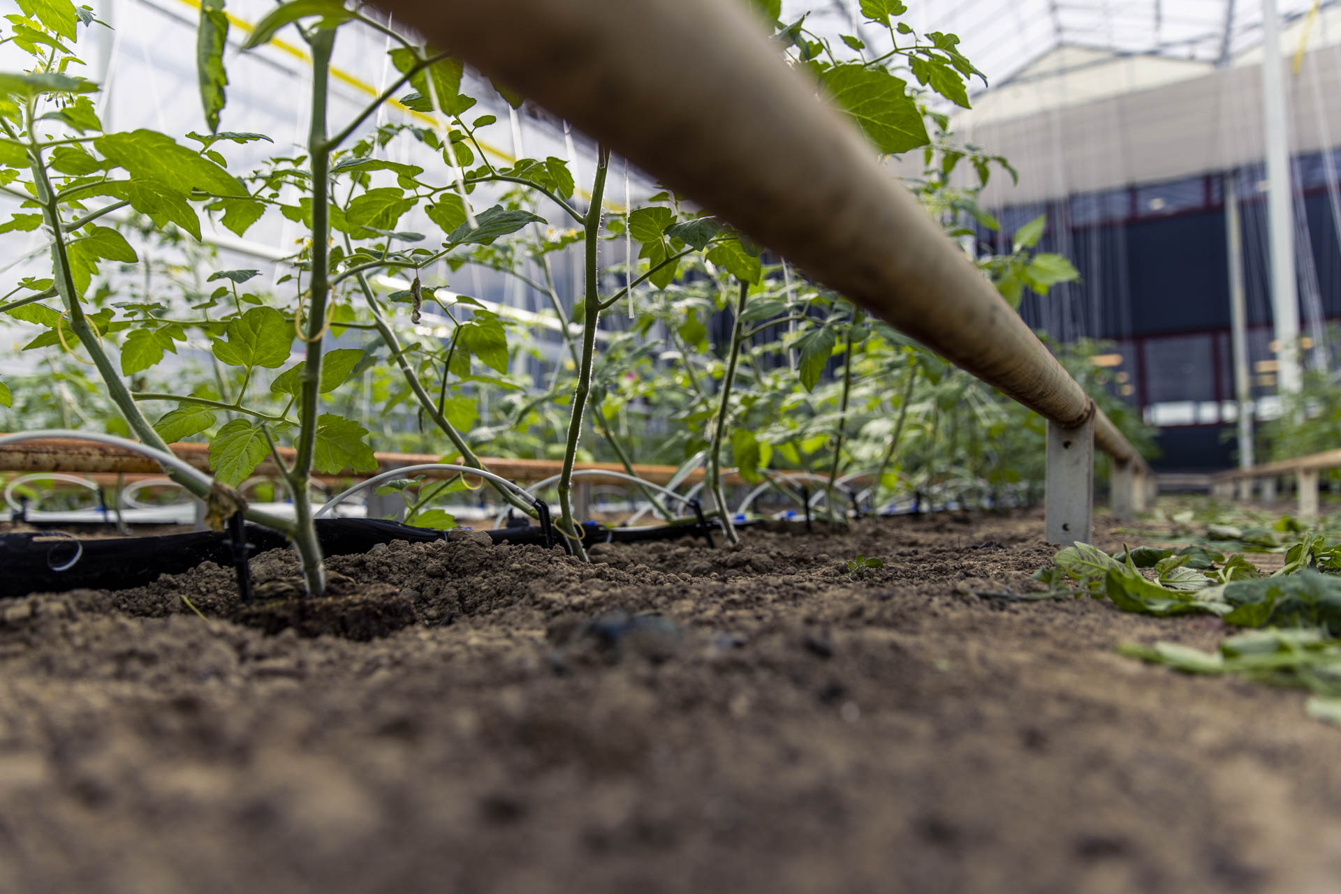 Afbeelding 1: planten vanaf grond