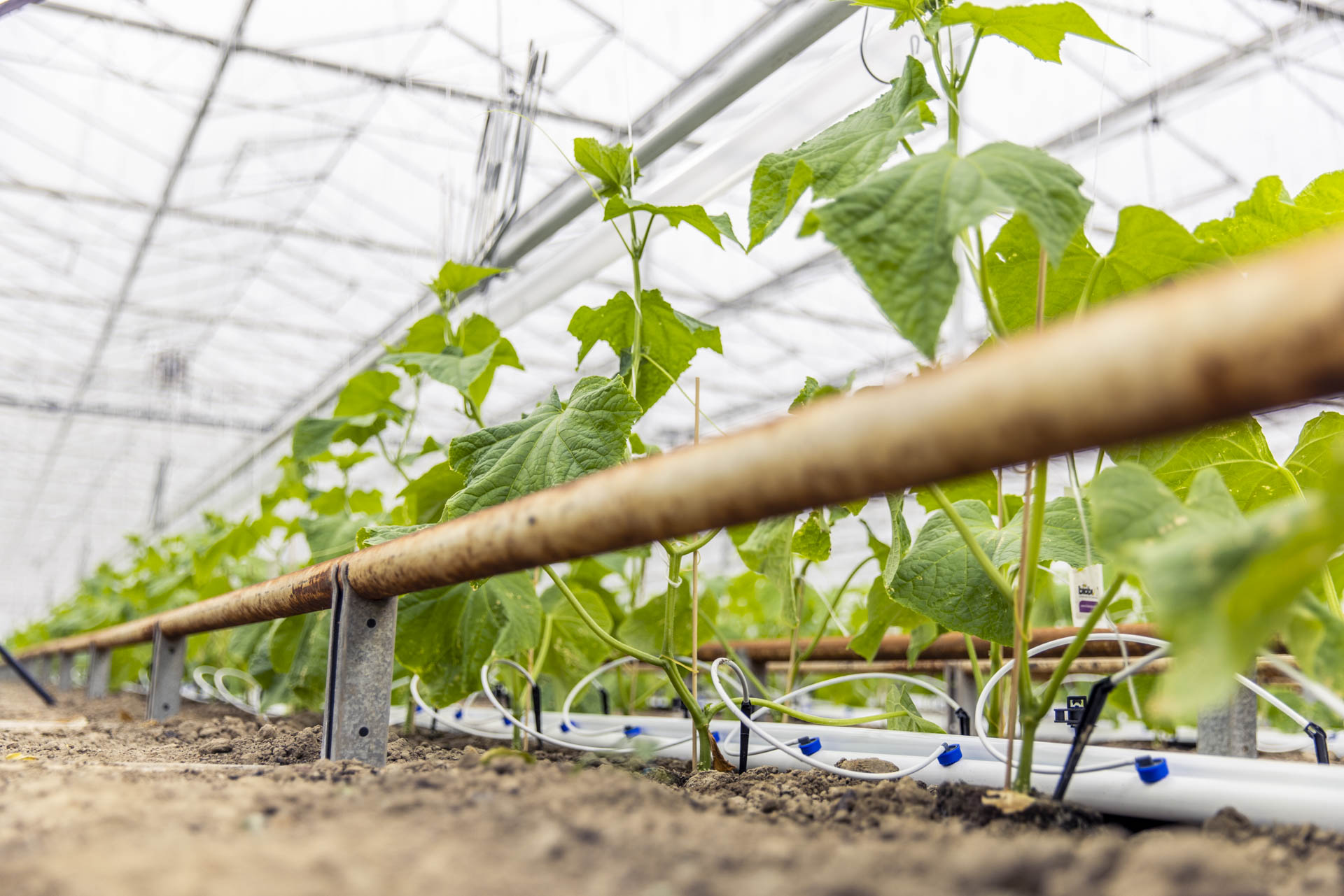 Afbeelding 11: planten vanaf grond