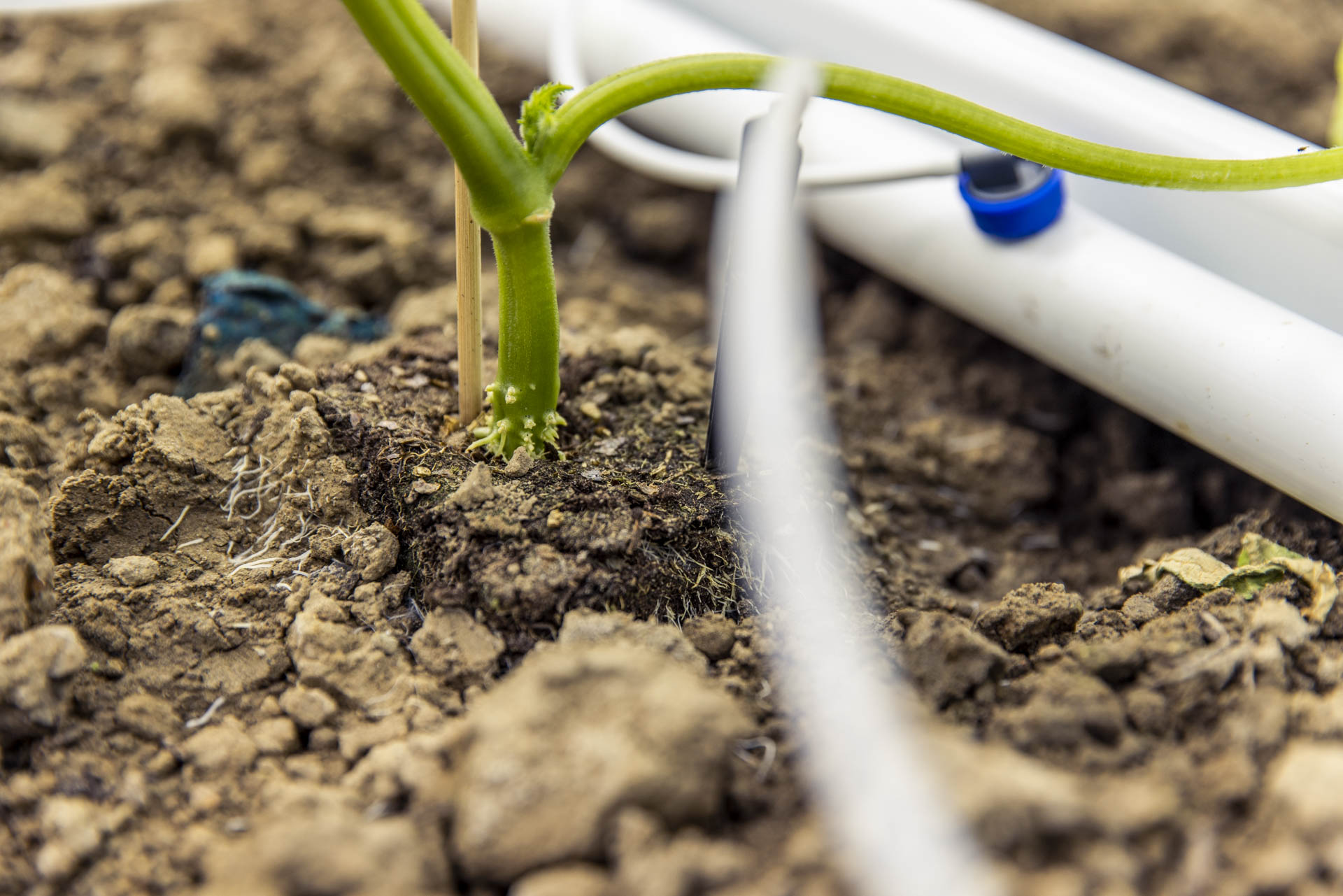 Afbeelding 16: planten vanaf grond